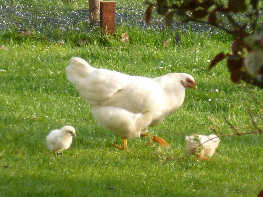 Mollett'S Farm Apartman Saxmundham Kültér fotó
